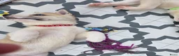 Huskita dogs for sale: Puppies for sale - Advert 8