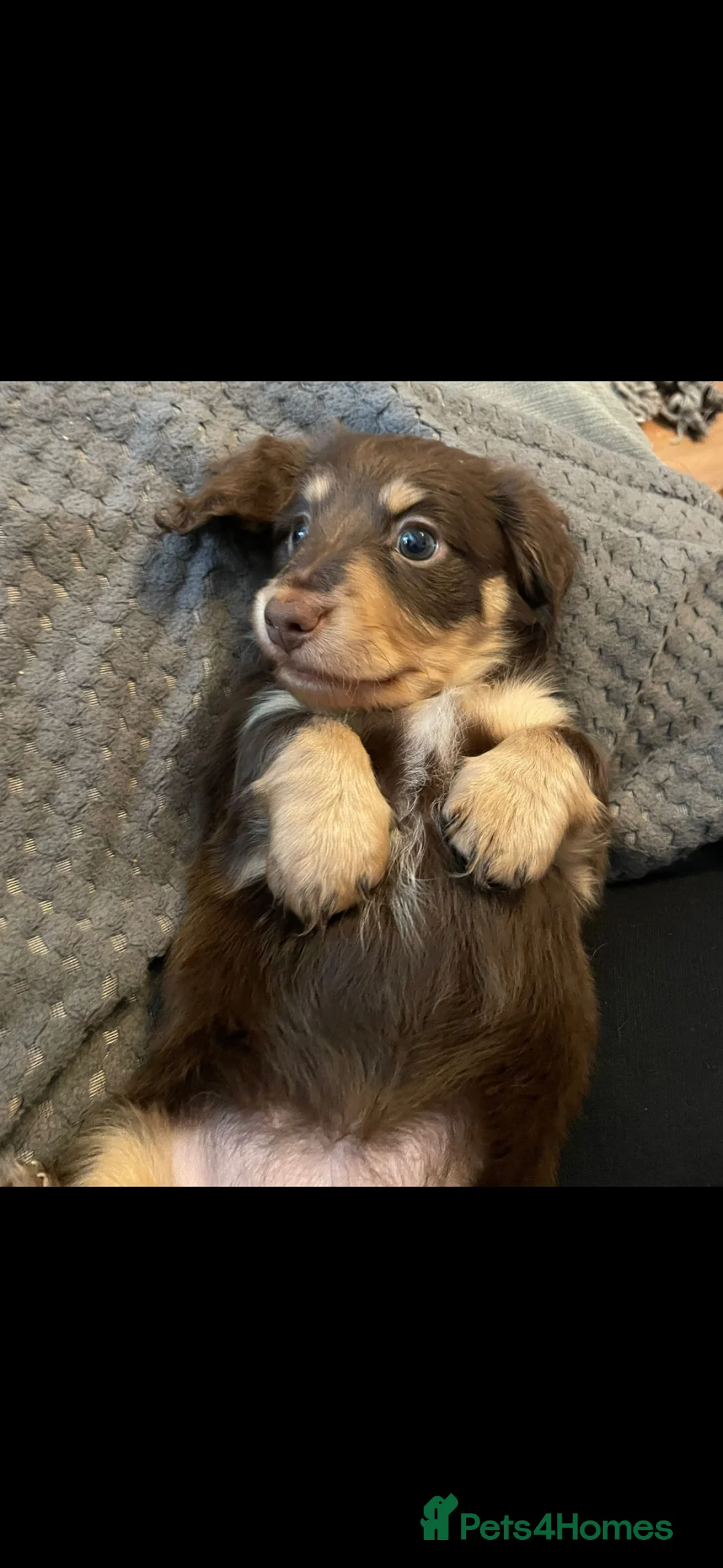 Dachshund dogs for sale: Miniature long haired dachshund pup - Advert 2