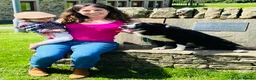 Border Collie dogs for sale: KC/ISDS REG BORDER COLLIE DNA HEALTH TESTED PUPS - Advert 6