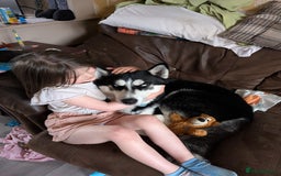 Siberian Husky dogs for sale: Krypto- 1yr Husky, Friendly, Goofy boy. Offers ok - Image 4