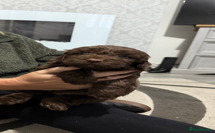 Cockapoo dogs - Advert 16