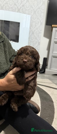 Cockapoo dogs - Advert 16