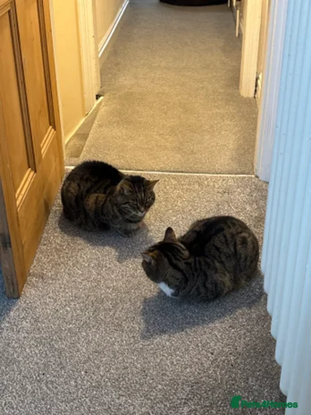 Bengal cats for sale: Female bengal/tabby cats - Advert 1