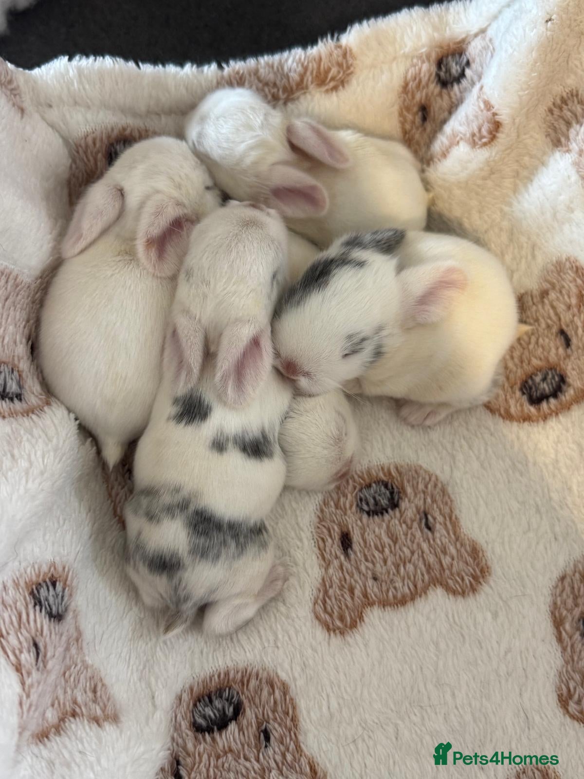Mini Lop rabbits Beautiful babies born 29/05 - Advert 1