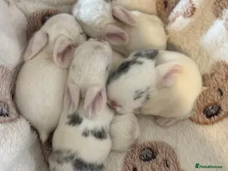 Mini Lop rabbits Beautiful babies born 29/05 - Advert 1