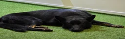 German Shepherd dogs for sale: Working Line German Shepherd Bi-Colour - Advert 2
