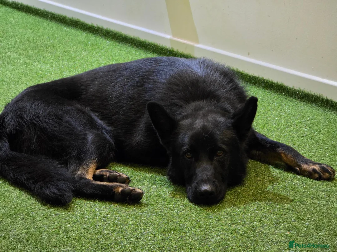 German Shepherd dogs for sale: Working Line German Shepherd Bi-Colour - Advert 2