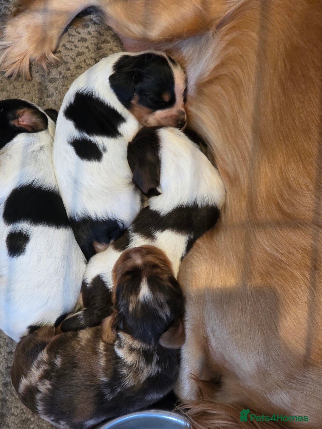 Cocker Spaniel dogs for sale: Kc registered mixed litter - Image 9