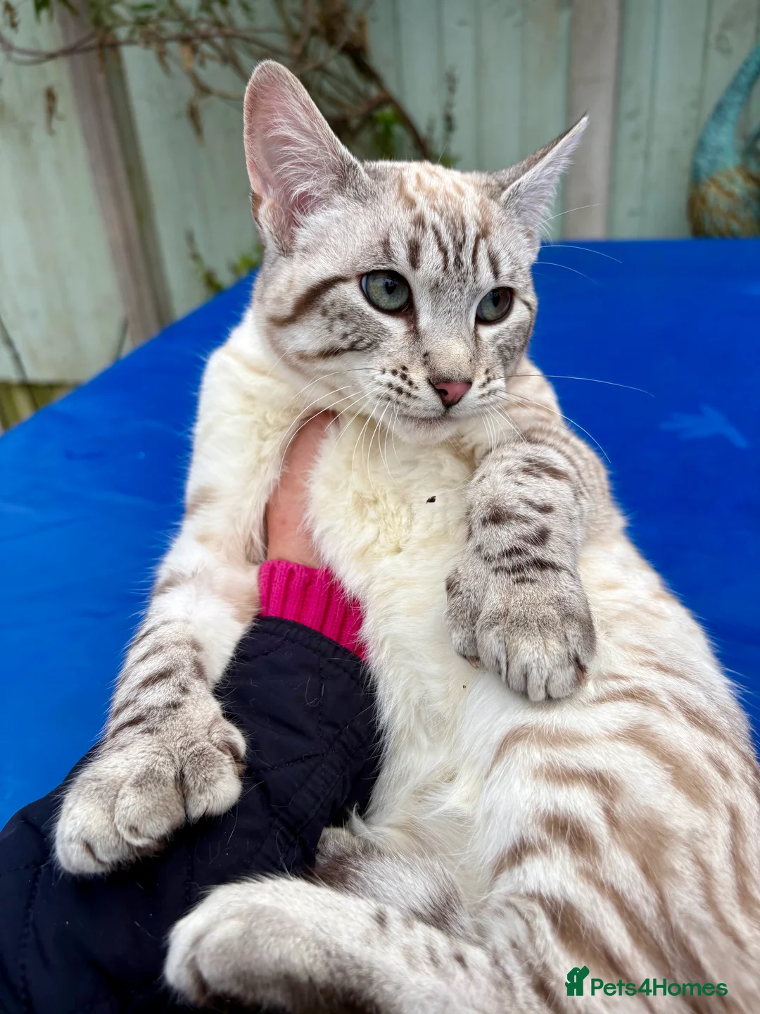 Savannah cats for sale: Breath taking wild looking girl  - Advert 19