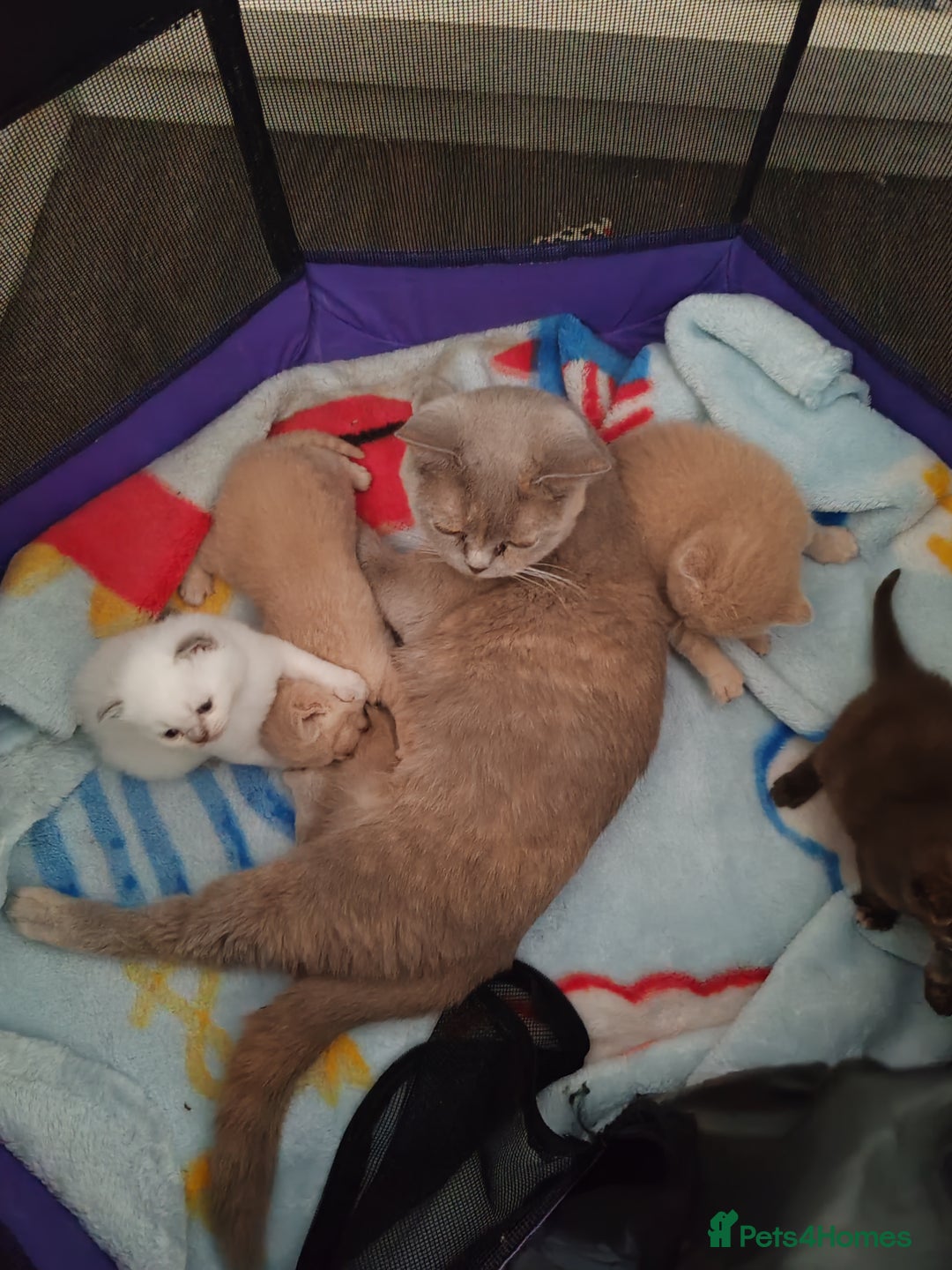 British Shorthair cats for sale: British shorthair kittens  - Image 12