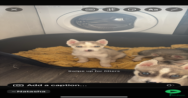 Siberian Husky dogs - Advert 4