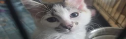 Domestic Shorthair cats for adoption: Bobby & Sadie - Adopt from Cats in Crisis East Ldn - Advert 2