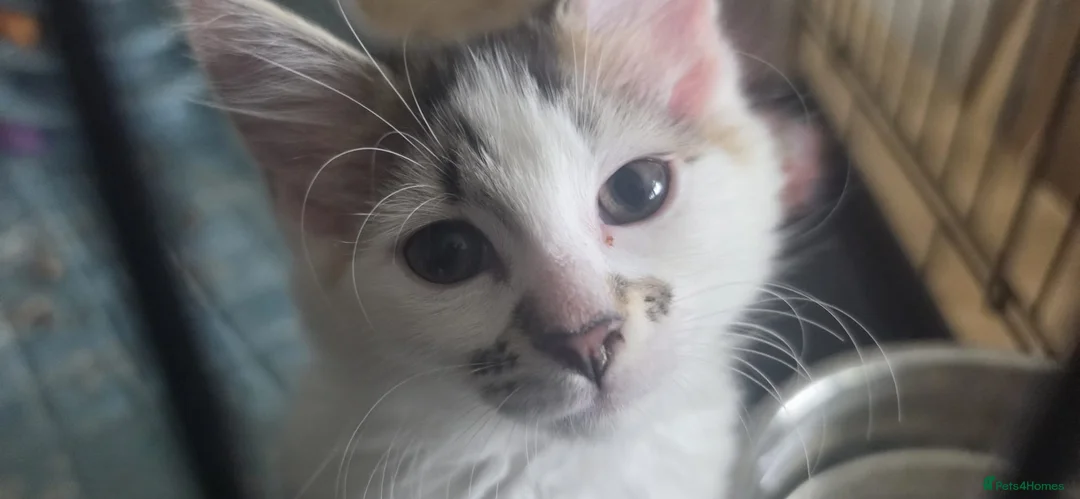 Domestic Shorthair cats for adoption: Bobby & Sadie - Adopt from Cats in Crisis East Ldn - Advert 2