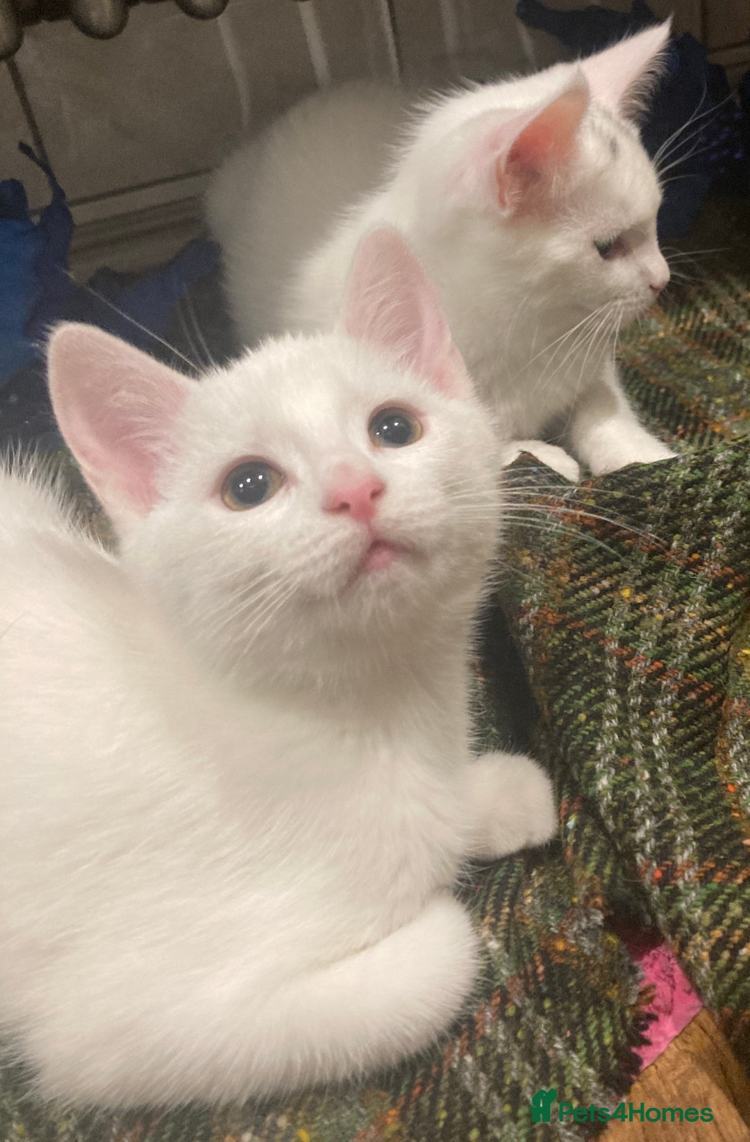 Turkish Van cats for sale: Gorgeous Turkish Van Kittens - Advert 20