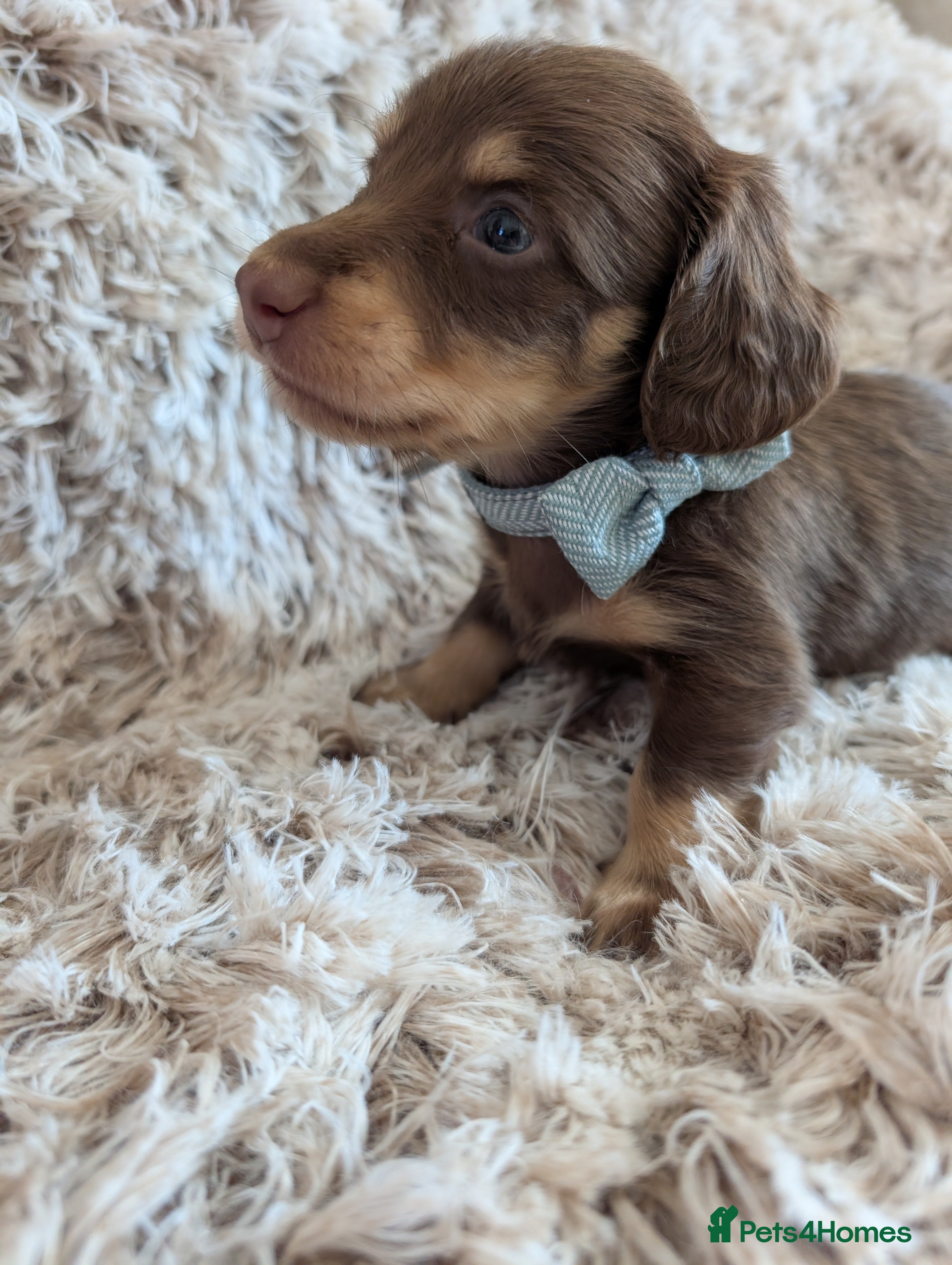 Miniature Dachshund dogs KC LH stunning boy  - Advert 2