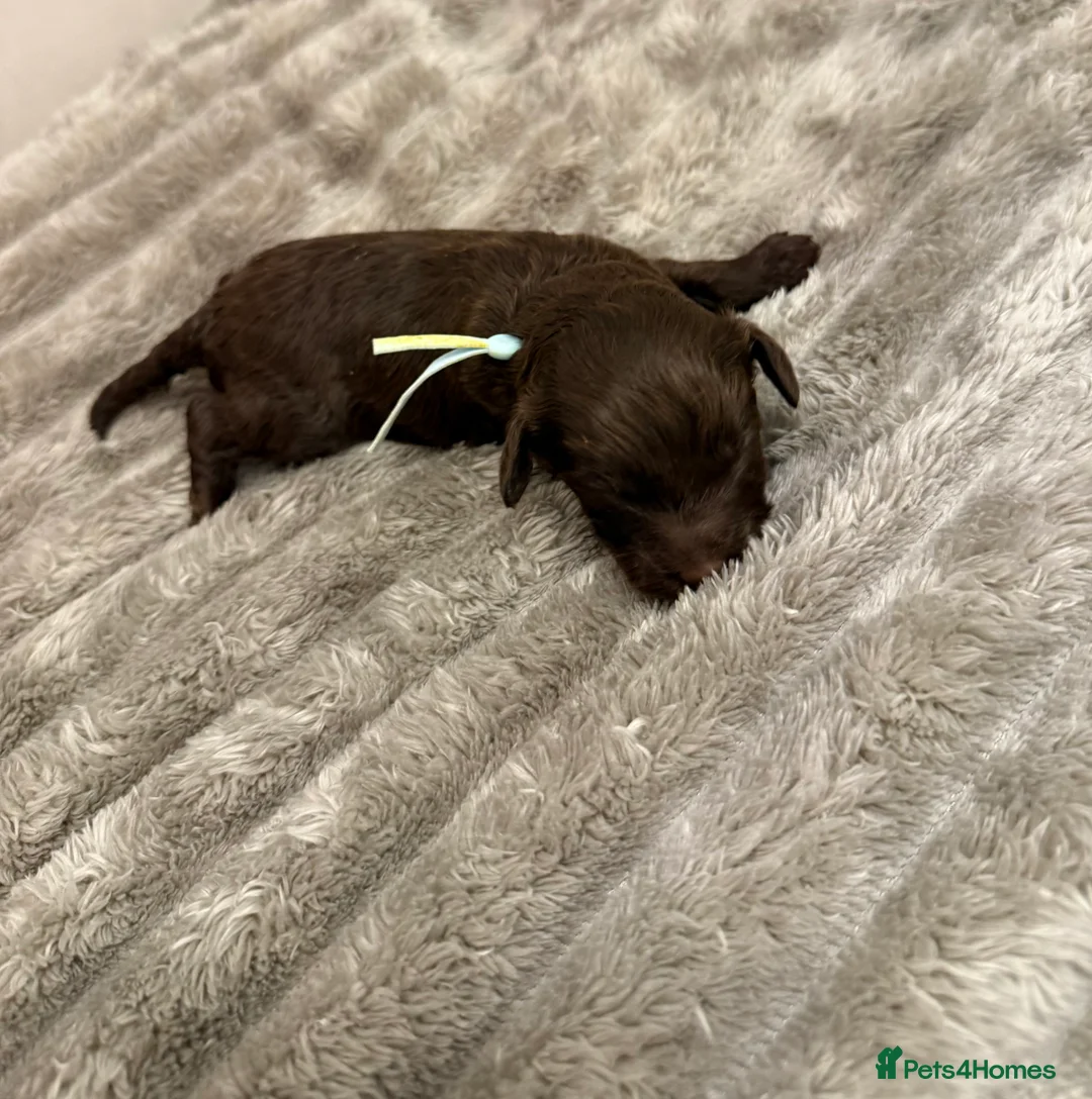 Cavapoo dogs for sale: Beautiful litter of 8 Cavapoos  - Advert 6