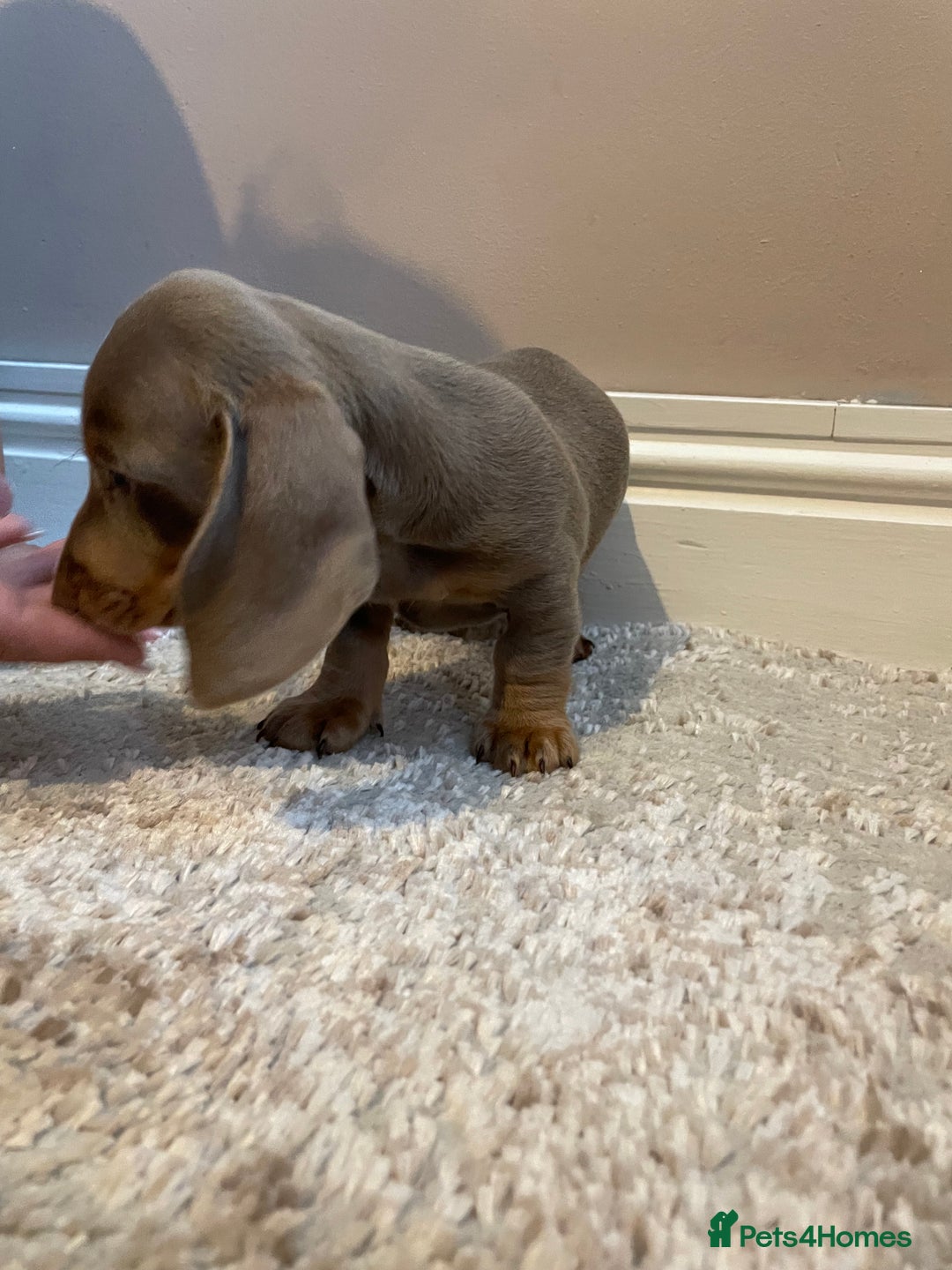 Miniature Dachshund dogs for sale: KC Registered Miniature Dachshund - 2 Boys Left! - Image 9