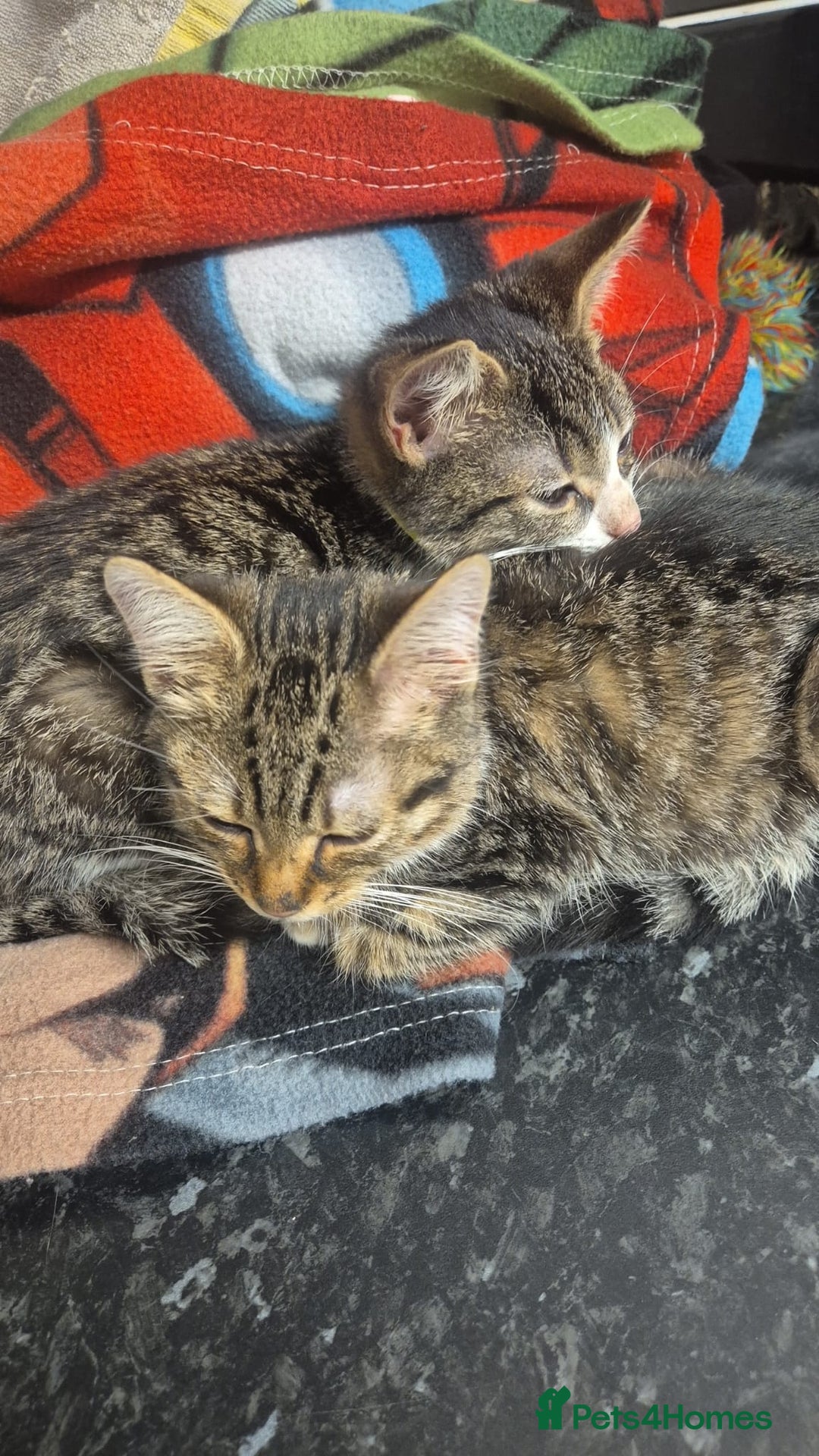 Mixed Breed cats for sale: Two cats for re home. - Advert 1