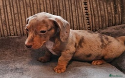 Dachshund dogs for sale: Miniature Dachshund puppy's for sale - Image 6