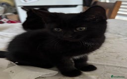 Mixed Breed cats for sale: 2 Adorable Black Girl Kittens Looking for Homes - Image 6