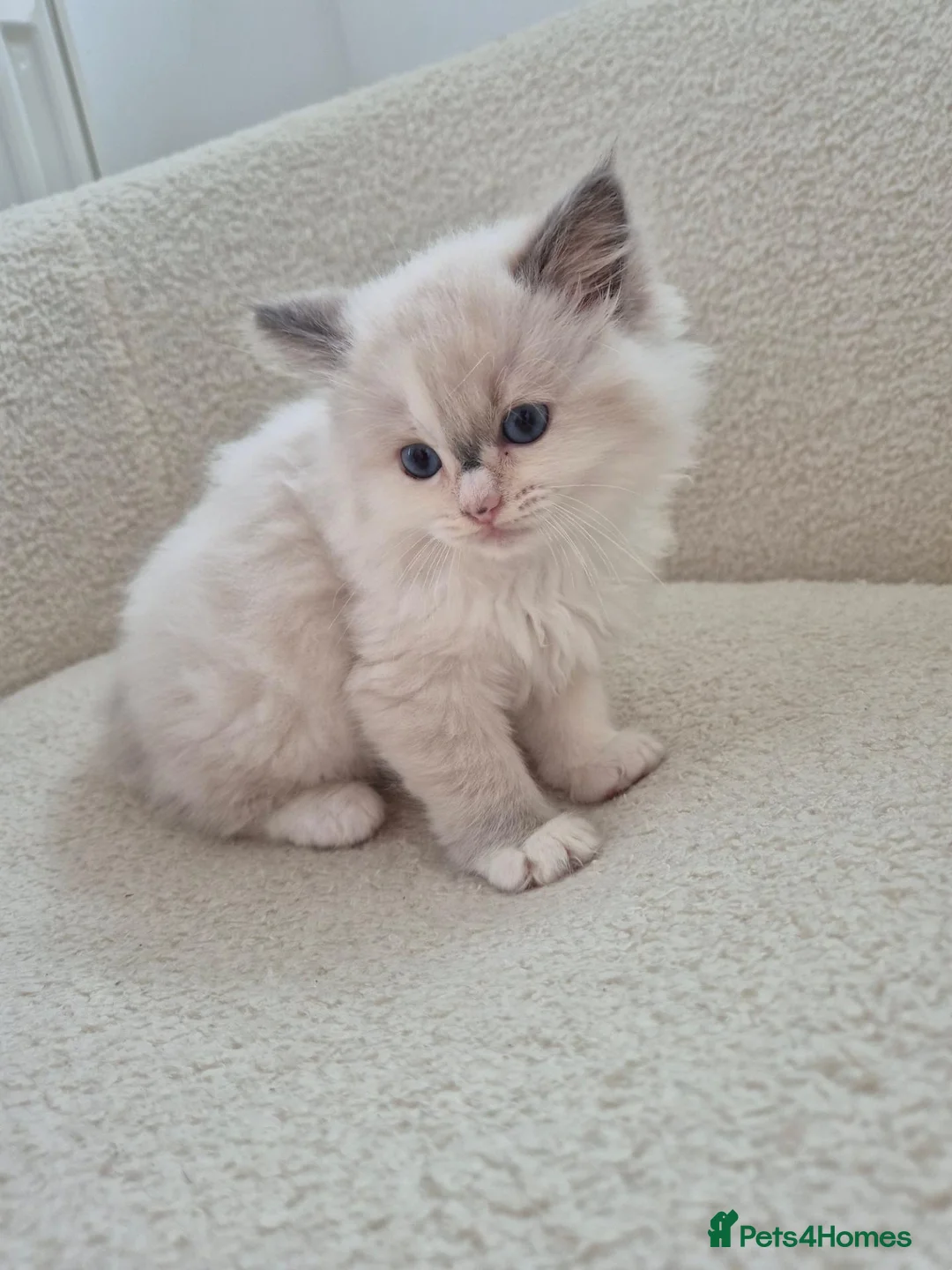 Ragdoll cats for sale: Beautiful Female Ragdoll Kittens in Leyland - Advert 2