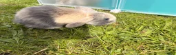 Mini Lop rabbits for sale: Adorable mini lops 💖🩵 - Advert 2