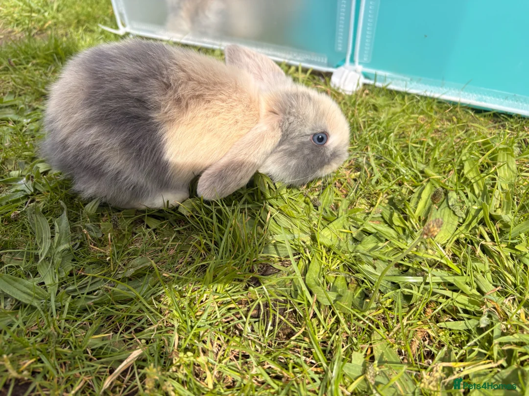 Mini Lop rabbits for sale: Adorable mini lops 💖🩵 - Advert 2