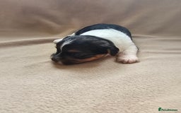 Biewer Terrier dogs for sale: biewer pups - Image 4