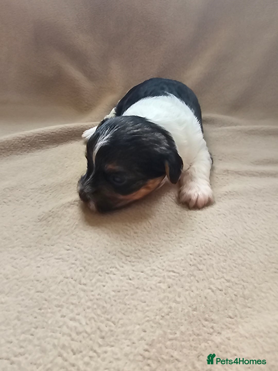 Biewer Terrier dogs for sale: biewer pups - Image 4