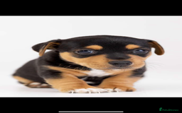 Jack Russell dogs for stud: Silver Merle carrying Blue and Chocolate in Bradford - Image 15