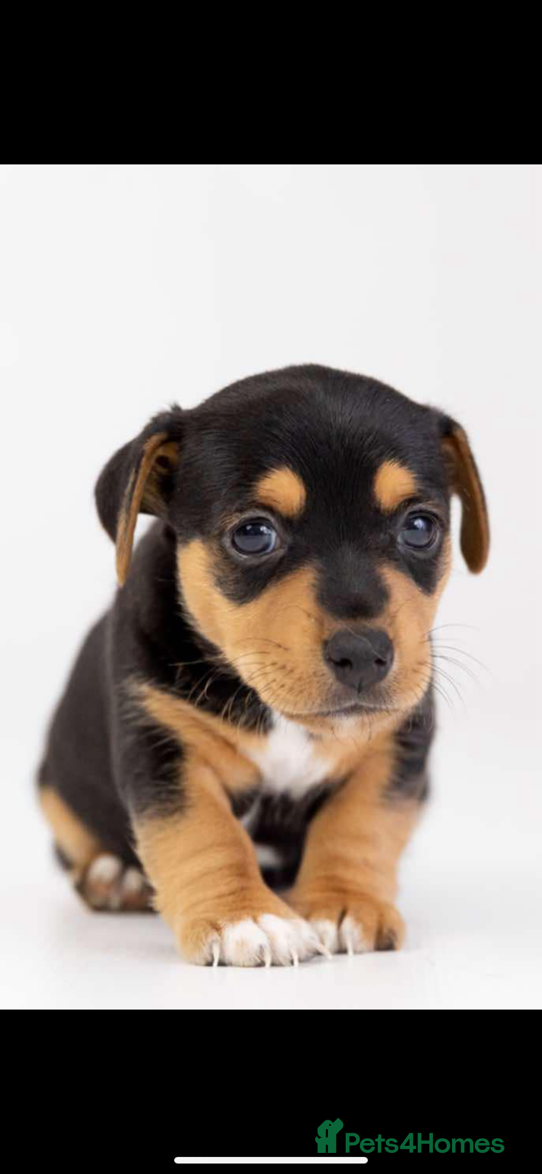 Jack Russell dogs for stud: Silver Merle carrying Blue and Chocolate in Bradford - Image 15