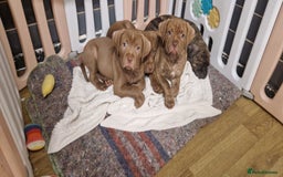Mixed Breed dogs for sale: cane corso x mastiff pups for sale - Image 25