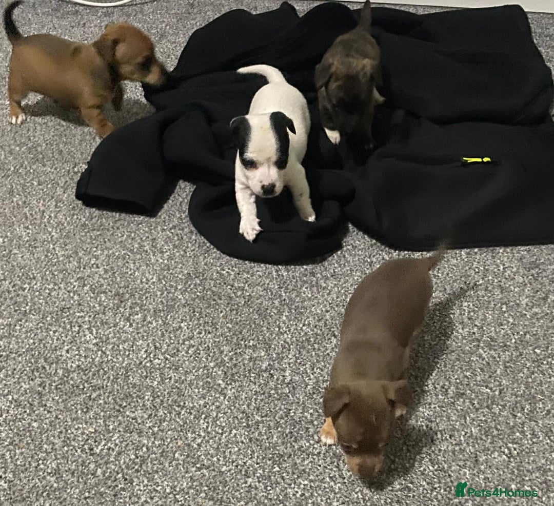 Chihuahua dogs for sale: Beautiful chihuahua puppies for sale  - Advert 3