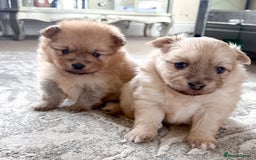 Pomeranian dogs for sale: Pomeranian puppies girl and boy  - Image 5