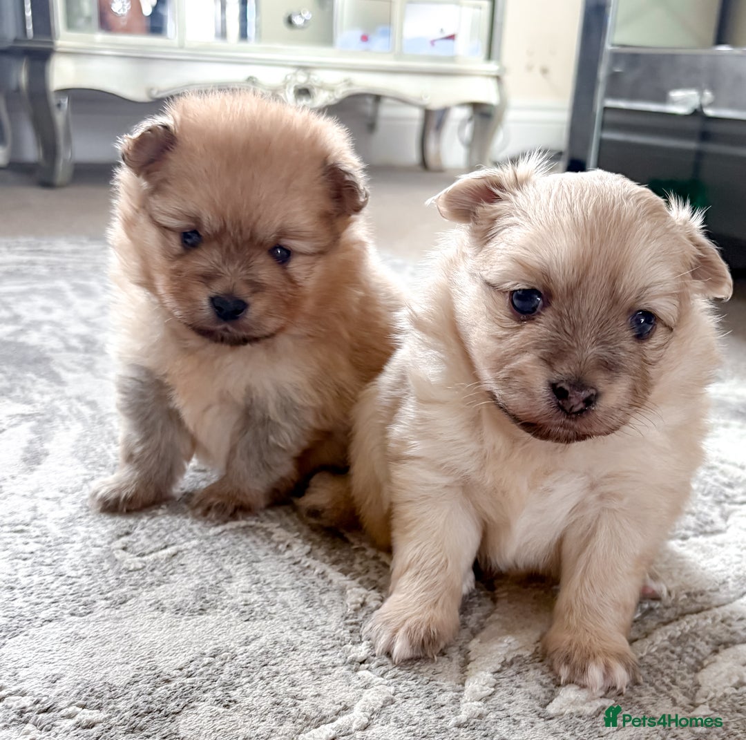Pomeranian dogs for sale: Pomeranian puppies girl and boy  - Image 5