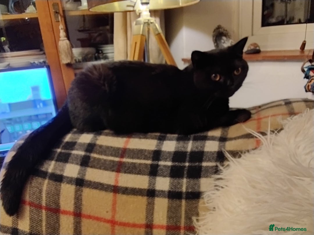 British Longhair cats for sale: BRITISH LONGHAIR/RAGDOLL/MAINE COON FOR SALE - Image 6