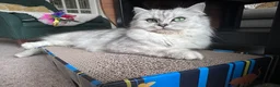 Mixed Breed cats for sale: Beautiful Fluffy Kittens – BritishLonghair&Ragdoll in Penicuik - Advert 2