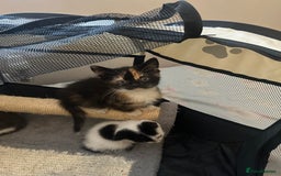 Mixed Breed cats for sale: Mixed breed kittens  - Image 24