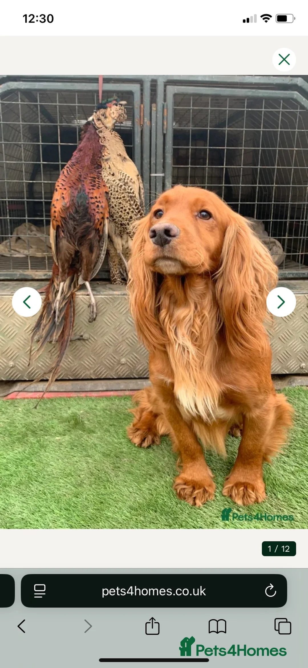 Cocker Spaniel dogs for sale: Working cocker spaniel pups - Advert 11