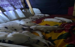 Dalmatian dogs for sale: Beautiful Dalmatian Puppies - Image 7