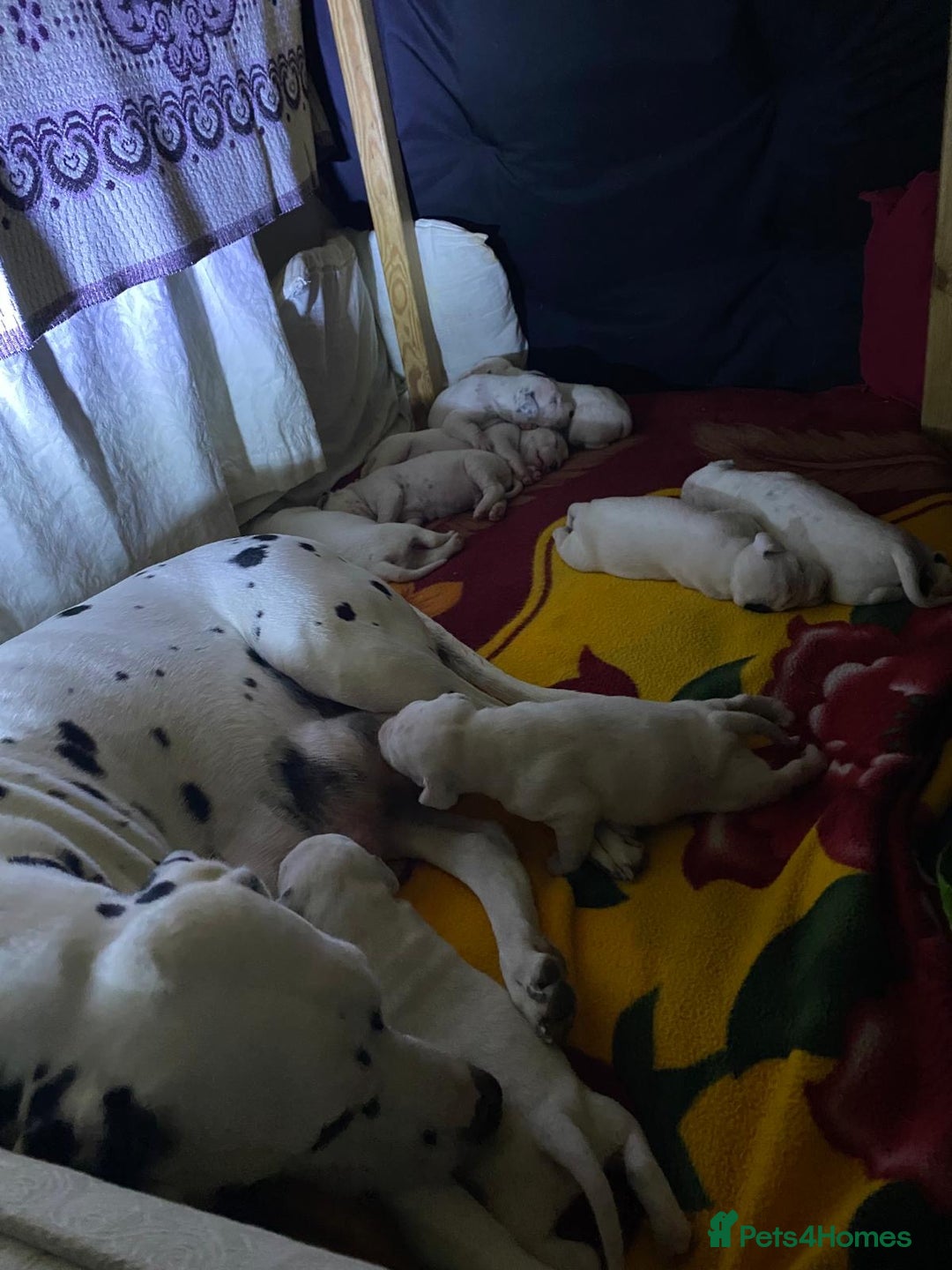 Dalmatian dogs for sale: Beautiful Dalmatian Puppies - Image 7