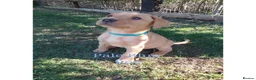 Labrador Retriever dogs for sale: Labrador Retriever puppies  - Advert 10
