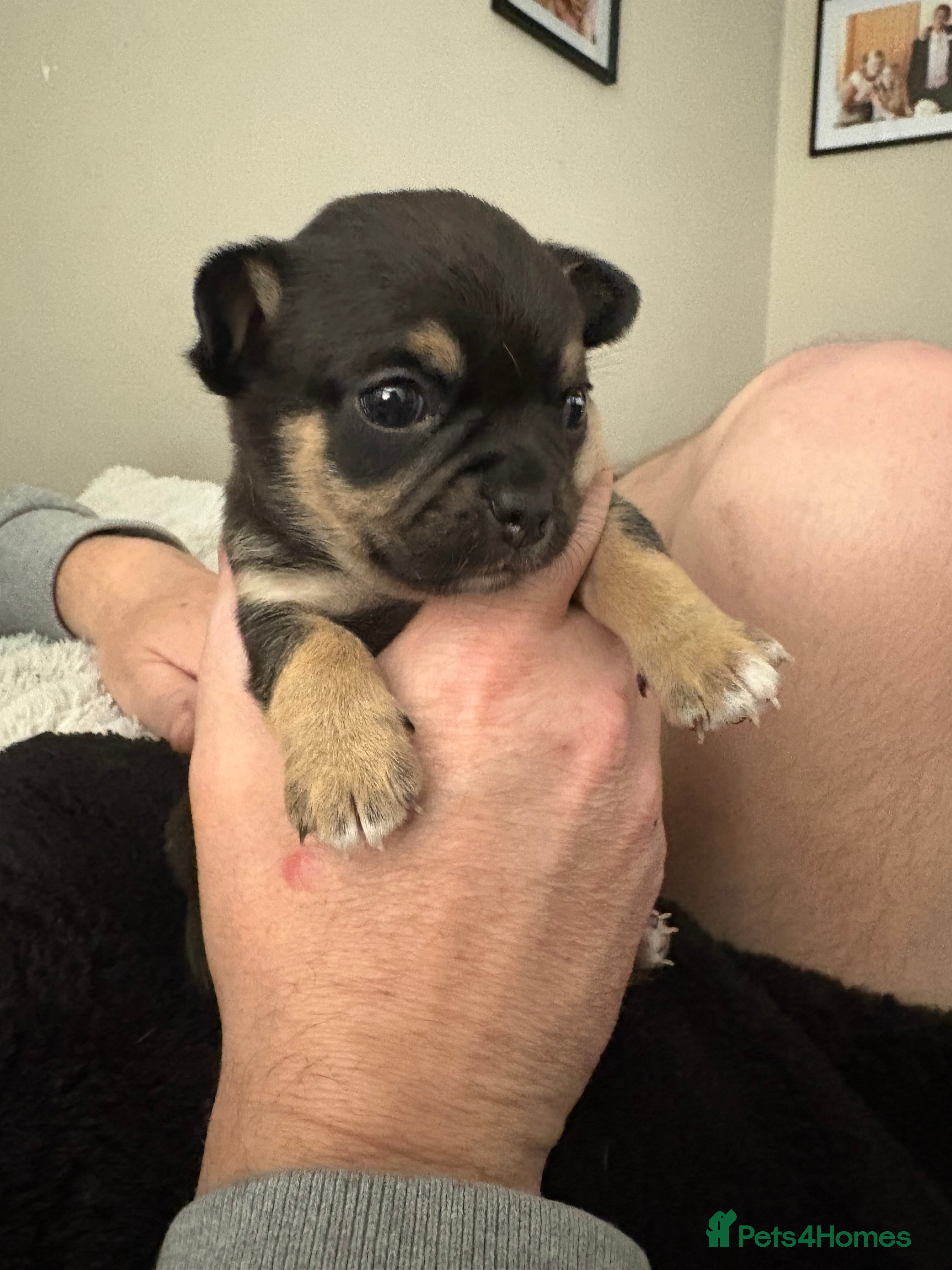 Chihuahua dogs Chihuahua Puppies - Advert 18