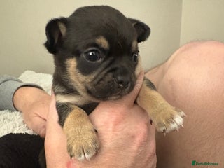 Chihuahua dogs Chihuahua Puppies - Advert 18