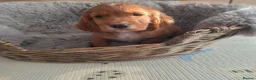 Cocker Spaniel dogs for sale: Working Type Cocker Spaniels  - Advert 20