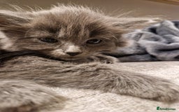 Mixed Breed cats for sale: Long haired Grey kittens  - Image 5