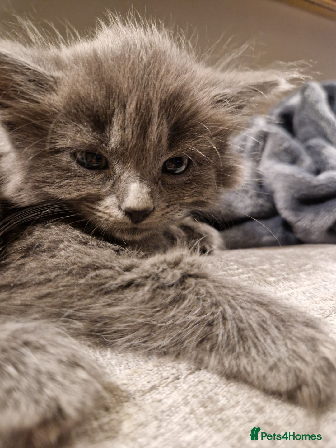 Mixed Breed cats for sale: Long haired Grey kittens  - Image 5