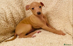 Italian Greyhound dogs for sale: ITALIAN GREYHOUND PUPPIES  - Advert 3