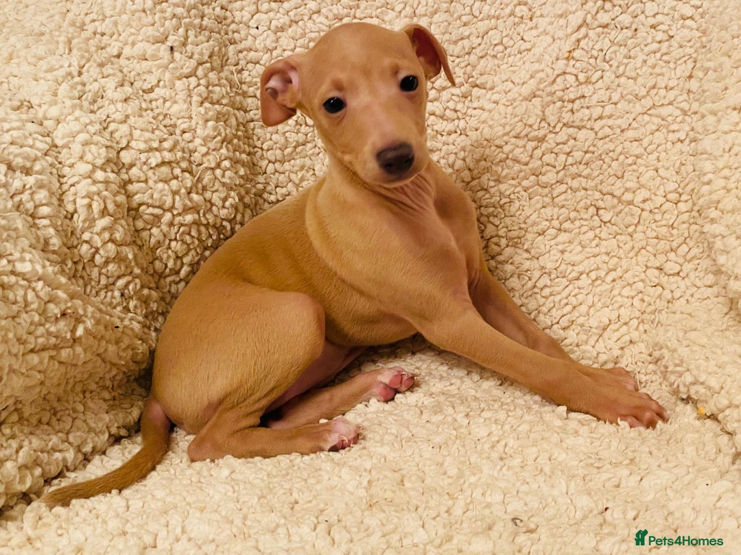 Italian Greyhound dogs for sale: ITALIAN GREYHOUND PUPPIES  - Advert 3