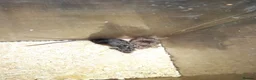 Mouse rodents for sale: Fancy mice - Advert 5